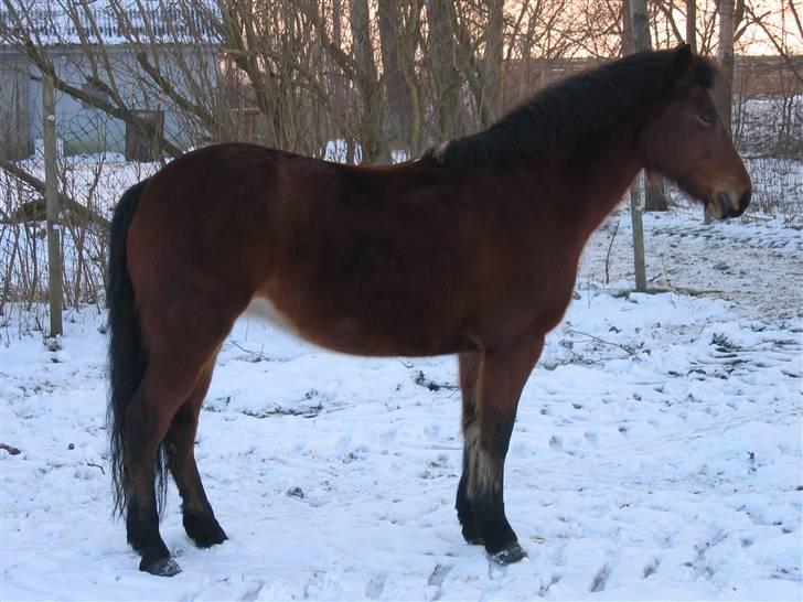 En masse blandede billeder af Tornerose billede 40