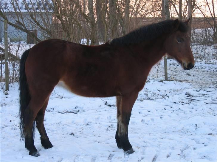 En masse blandede billeder af Tornerose billede 41