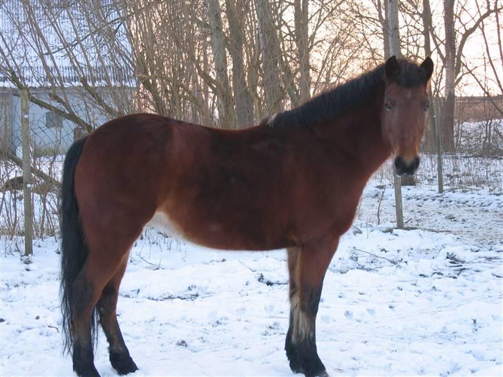 En masse blandede billeder af Tornerose billede 42