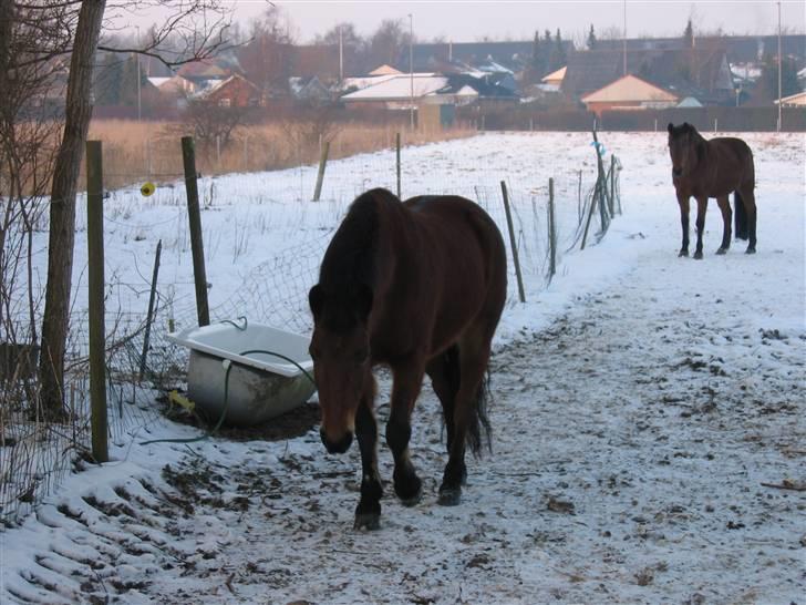 En masse blandede billeder af Tornerose billede 44