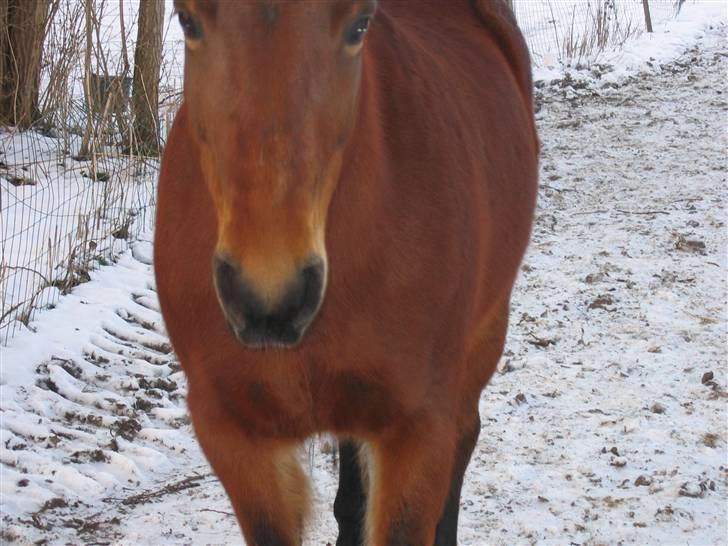 En masse blandede billeder af Tornerose billede 45