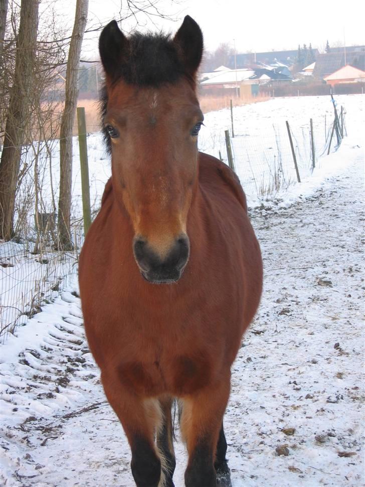 En masse blandede billeder af Tornerose billede 46