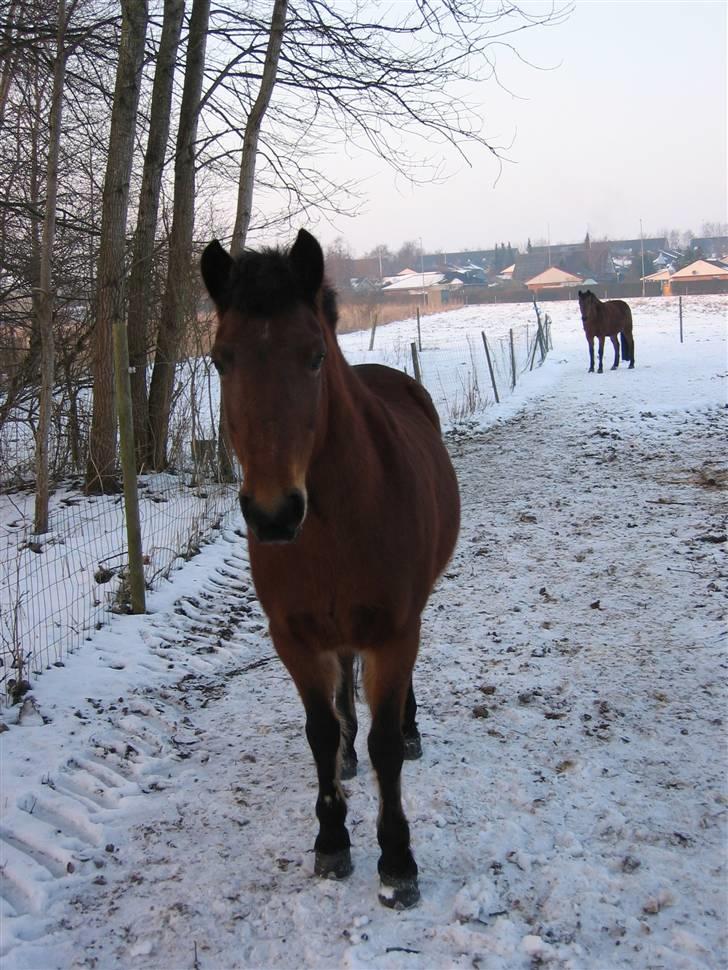 En masse blandede billeder af Tornerose billede 47