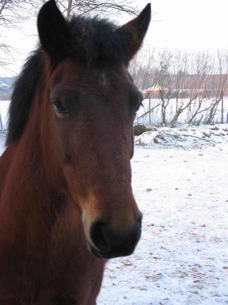 En masse blandede billeder af Tornerose billede 48