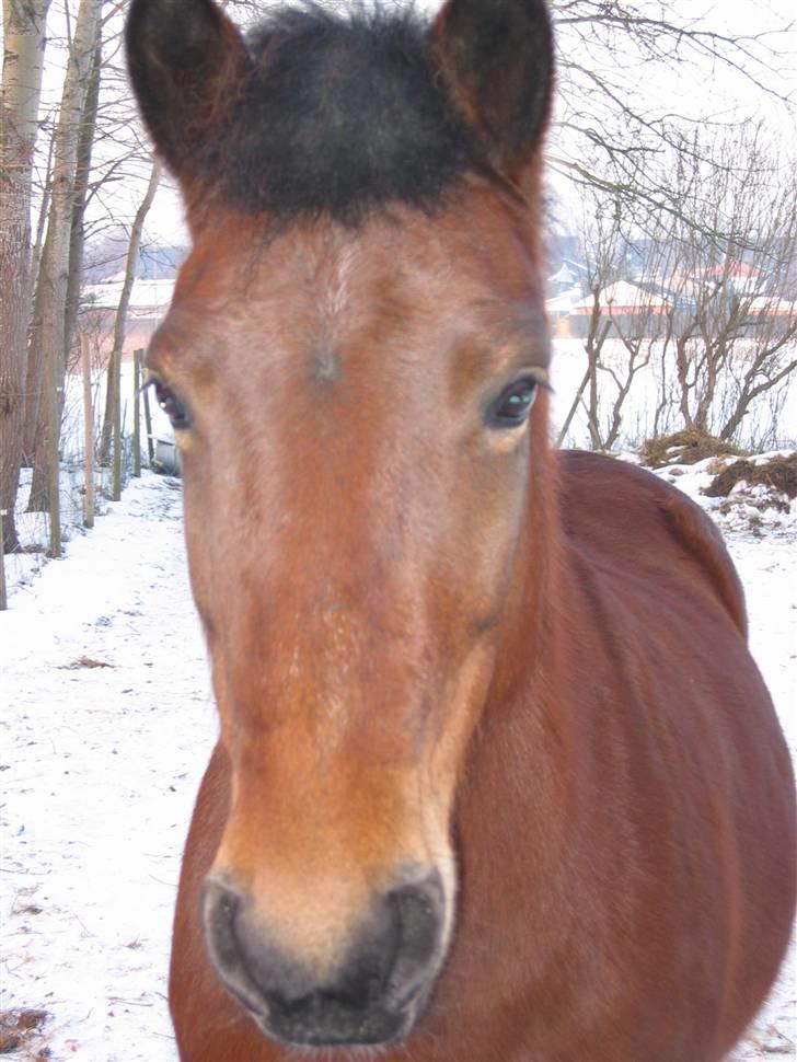 En masse blandede billeder af Tornerose billede 49