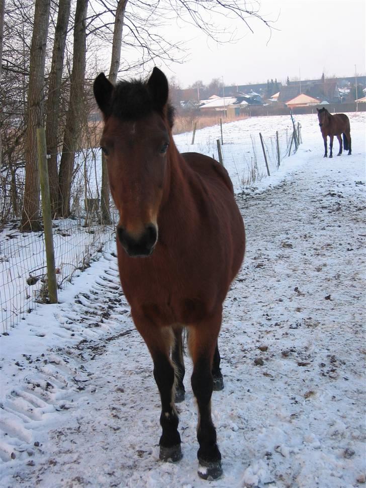 En masse blandede billeder af Tornerose billede 50