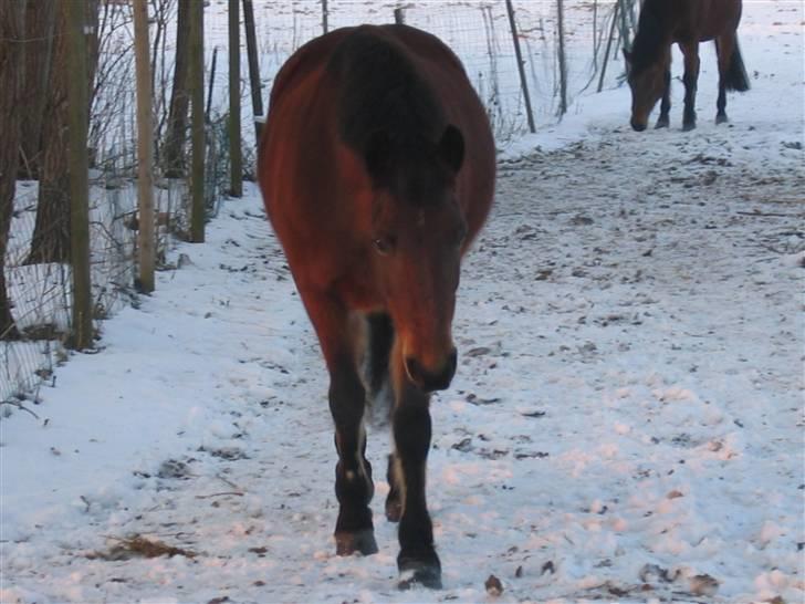 En masse blandede billeder af Tornerose billede 51