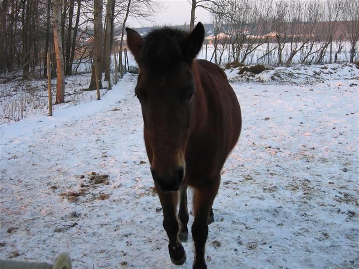 En masse blandede billeder af Tornerose billede 52