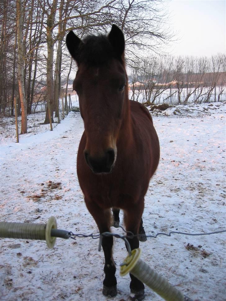 En masse blandede billeder af Tornerose billede 53