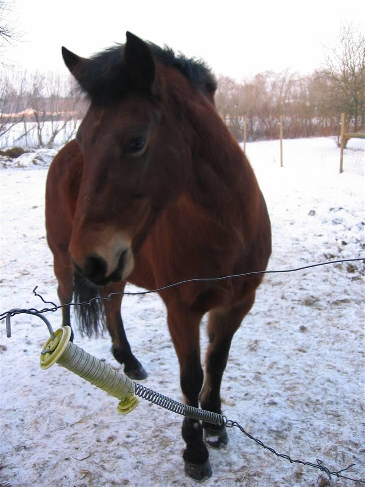 En masse blandede billeder af Tornerose billede 54