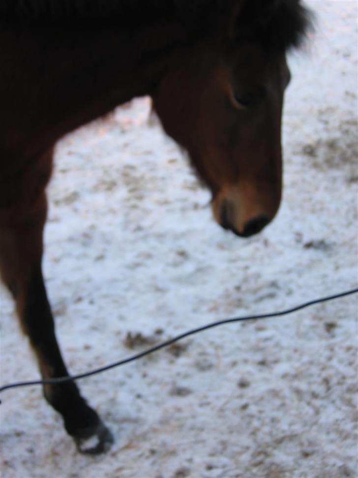 En masse blandede billeder af Tornerose billede 55