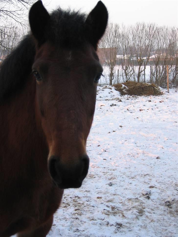 En masse blandede billeder af Tornerose billede 56