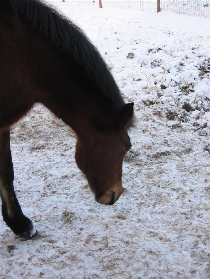 En masse blandede billeder af Tornerose billede 57