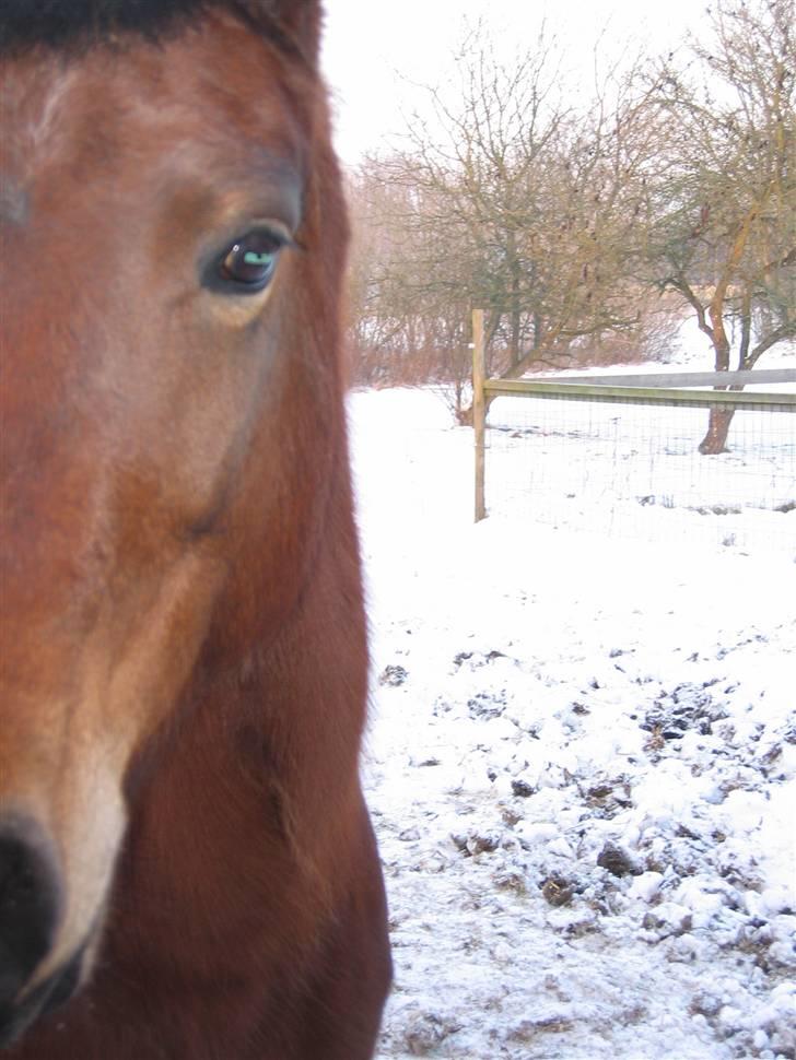 En masse blandede billeder af Tornerose billede 58