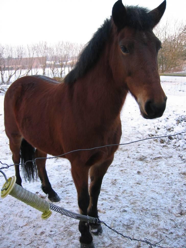 En masse blandede billeder af Tornerose billede 59