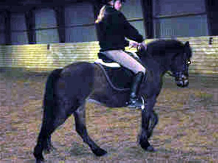 En masse blandede billeder af Tornerose billede 63