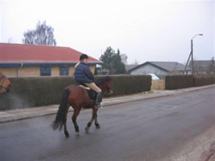 En masse blandede billeder af Tornerose billede 65