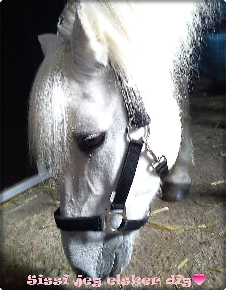 Billeder jeg har lavet  - Til Sissi og Amalie... 
Det er kun hende der mp tage biledet billede 25