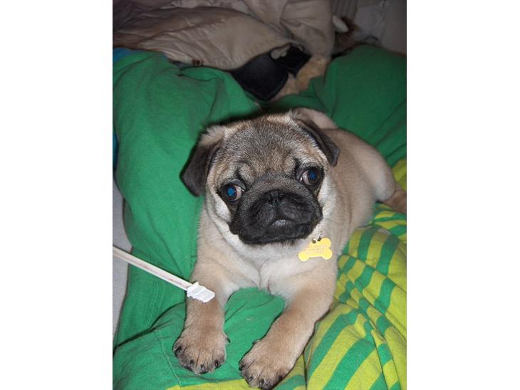 {{currentPhoto.altText}} billede {{currentPhoto.number}}