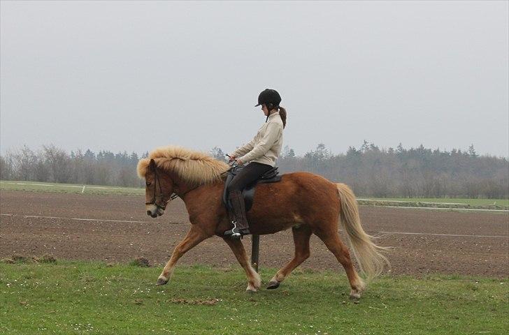 Heste jeg har redet - Baldur fra Holmgaard: Islænder vallak. En hest jeg hurtig fandt en fin rytme med og som jeg virkelig virkelig holdt af at ride. billede 12