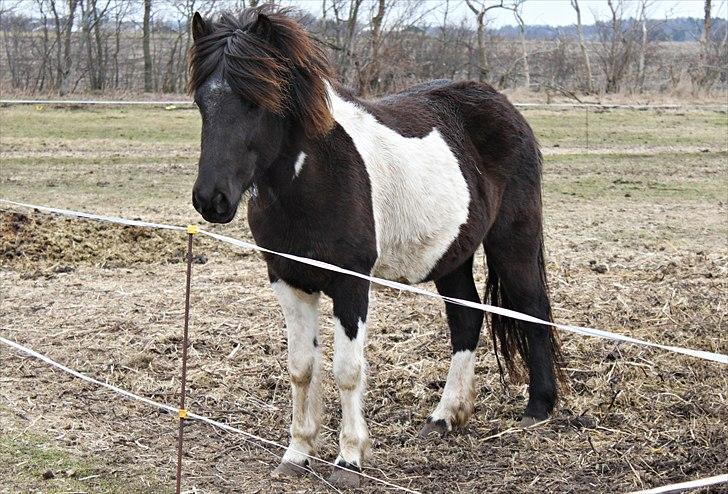 Heste jeg har redet - Svala fra Rødhus: Islænder hoppe. En hest jeg i starten ikke var så meget for pga. temperamentet, men hun ramte mit hjerte og jeg savner hendes fantastiske personlighed! billede 13