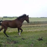 Nielsen, Mexicana, City boy & Flaps.