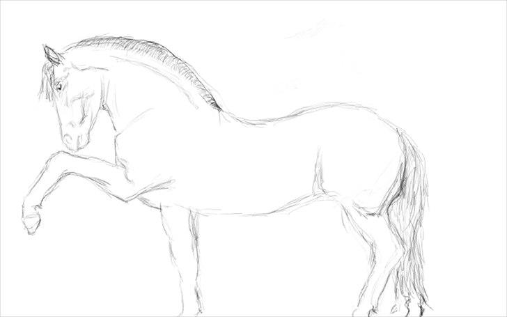 Mine Tegninger - Andalusier  skitse billede 18