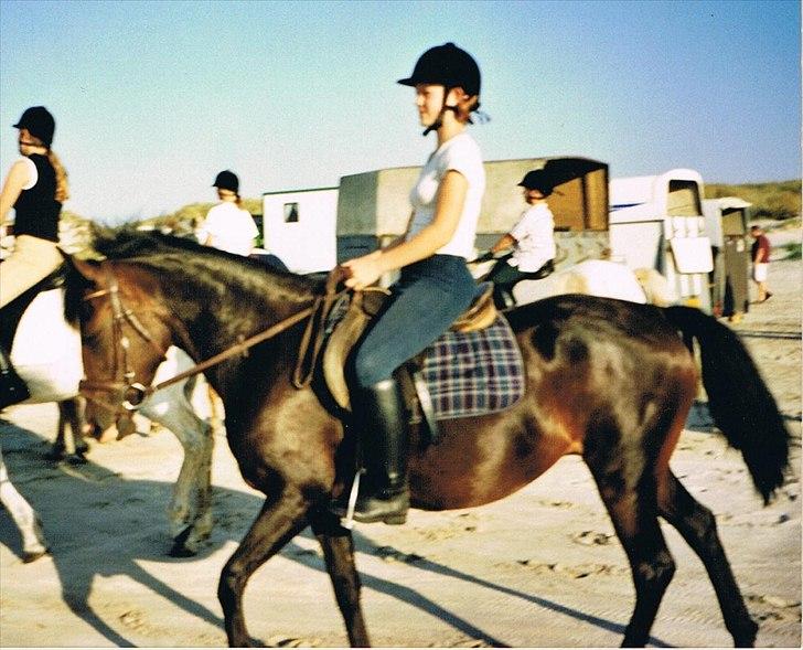 Billeder af andre heste jeg rider - På stranden på Amanda med Måstrup Rideklub i 2002 :) billede 10