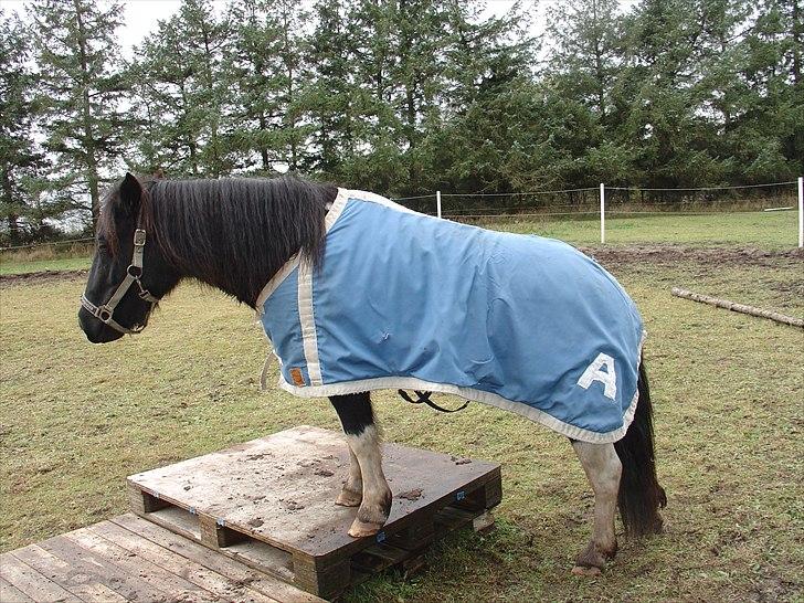  hjemmelavet lammeunderlag, stangmåler, flecetæppe, regndækken, rebgrime, mm.  - Albert med omsyet regndækken på, det var 2 numre for stort, men det lå bare og blev ikke brugt, så kunne han jo lige så godt overtage det... billede 13