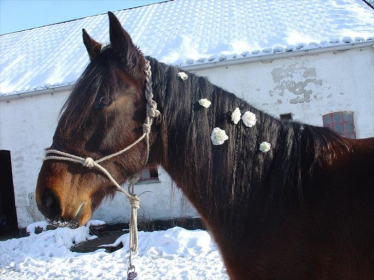  hjemmelavet lammeunderlag, stangmåler, flecetæppe, regndækken, rebgrime, mm.  - Last viser lige sin hjemmelavede rebgrime, nu vi er i gang med ting man snildt selv kan lave. billede 10