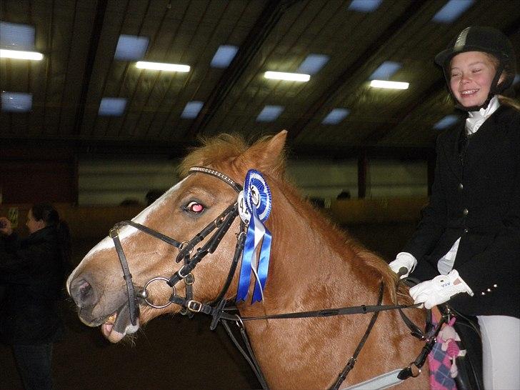 Dalby rideklub - DBR - 20+21november 2010 billede 3