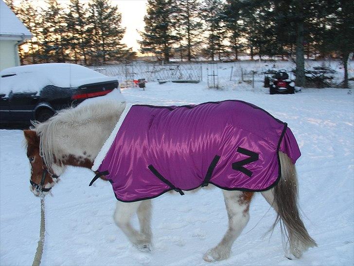  hjemmelavet lammeunderlag, stangmåler, flecetæppe, regndækken, rebgrime, mm.  - Lille tykke zuki hader regn, så nu prøver hun sit nye vinter-regndækken... tyksakken skal vist have lidt længere stropper i regntøjet, eller generelt lidt mindre foder... billede 6