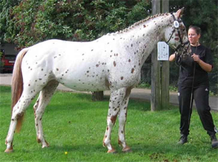 Tidligere heste,føl og ponyer - Jannikas føl fra 2004Cognac som nu er avls godkendt for 2008 på fløjen og som skal til endelig kåring i år og material prøve. billede 2