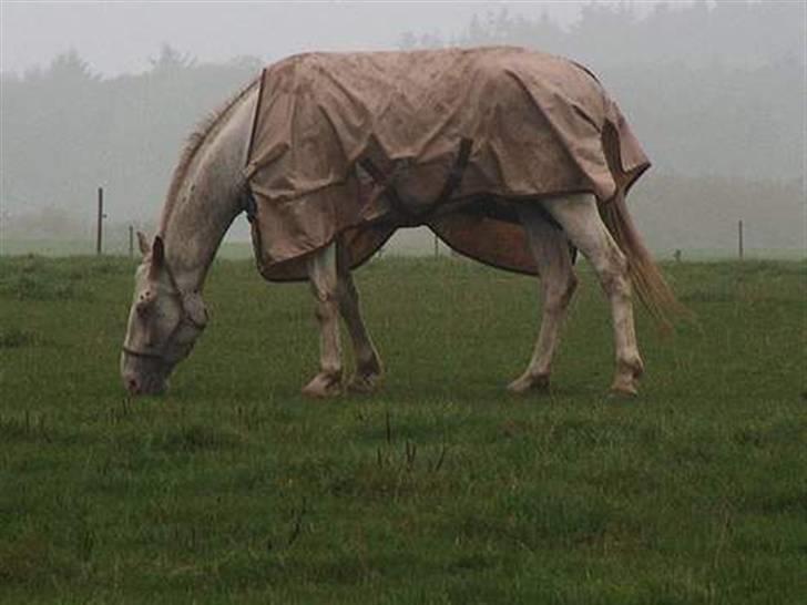 Tidligere heste,føl og ponyer - Jannikas første føl No Joke fra 2003 rigtig flot hvidfødt hest, går nu som ride vallak billede 1