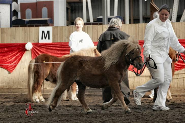 Tidligere heste,føl og ponyer - Hedens Thai smuk shetlænder hingst. Nu solgt til Hëidi billede 6