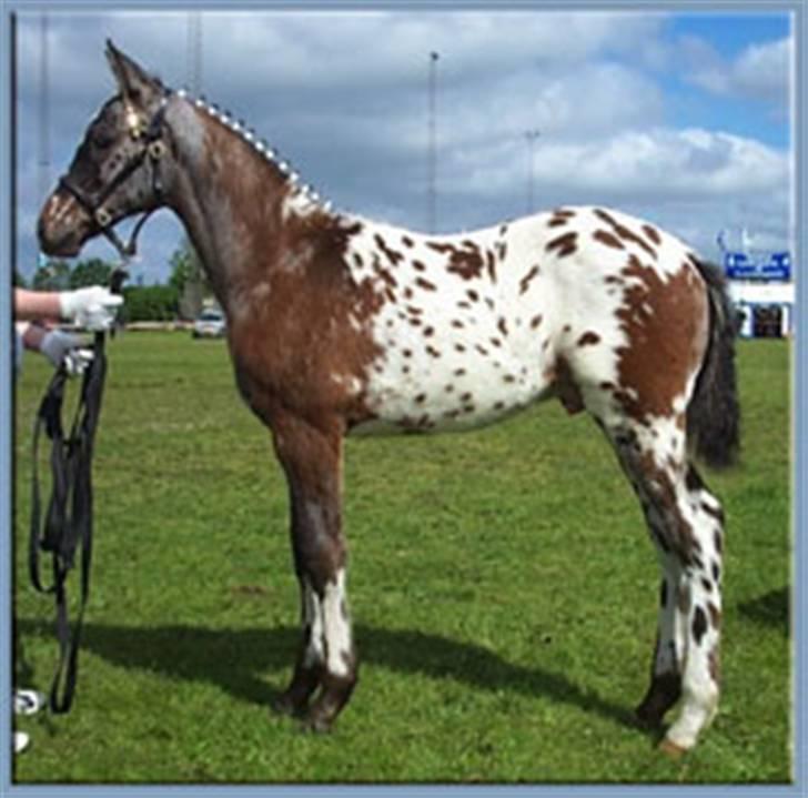 Tidligere heste,føl og ponyer - La cour Jannikas føl fra 2005 solgt til Tyskland. billede 3