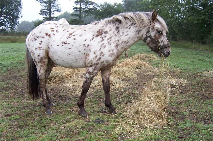 Tidligere heste,føl og ponyer - Little Boy nu solgt som børne pony. billede 7