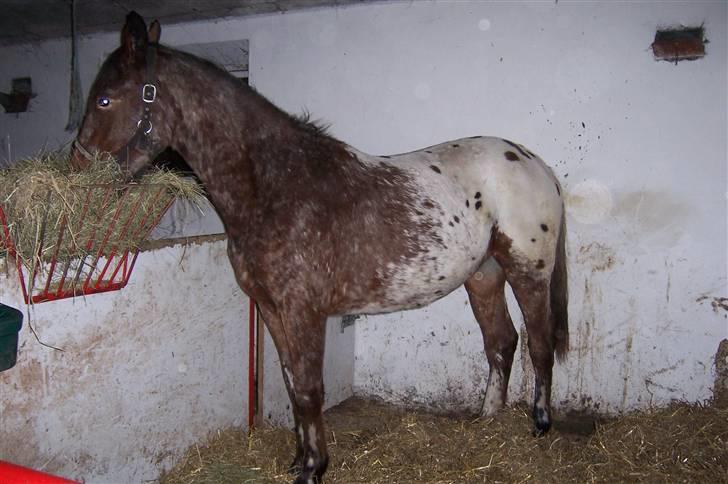 Tidligere heste,føl og ponyer - Hony sød knabstrupper hoppe, hun var uden papirer men stadig flot :) nu solgt billede 8