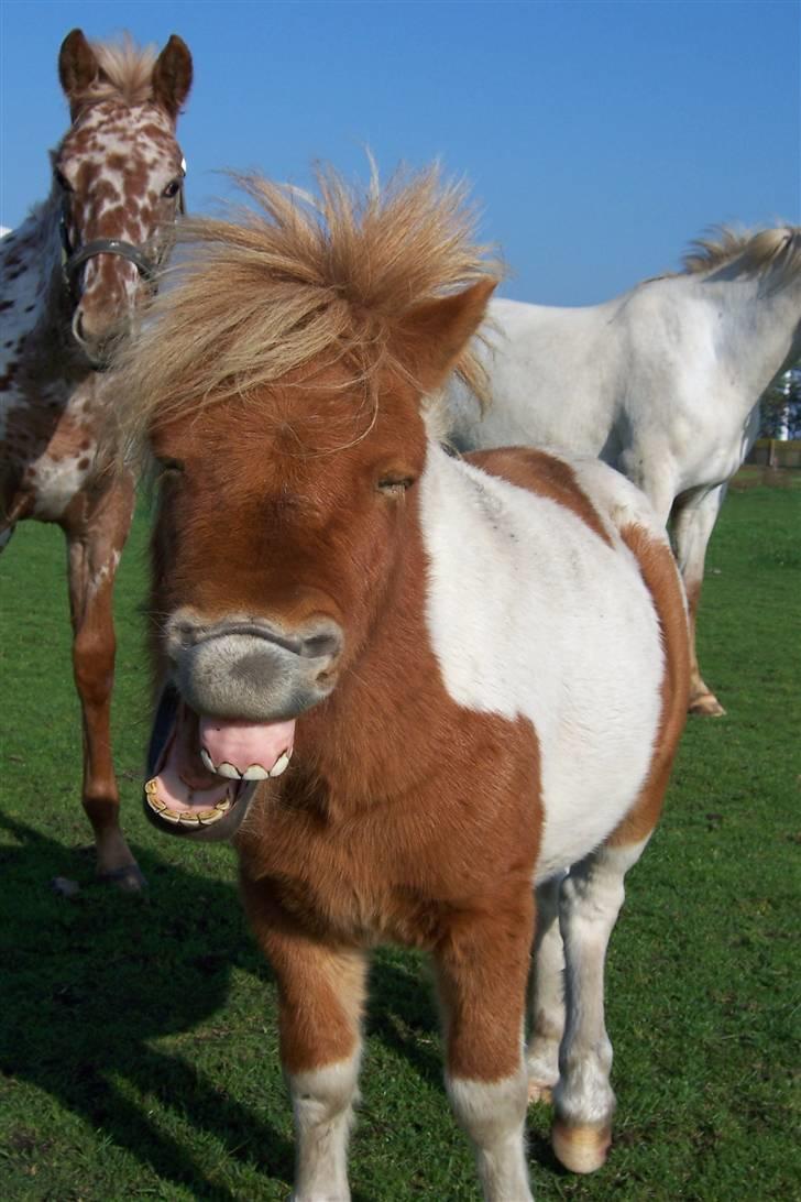 Tidligere heste,føl og ponyer - Lille Børge skøn lille shetter hingst, solgt til Karina han er også oprettet her på HG billede 9