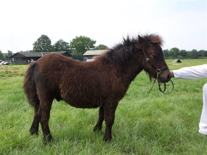 Tidligere heste,føl og ponyer - Akeno Askepots første føl, solgt til Lena, han har selv en profil herinde på HG billede 10