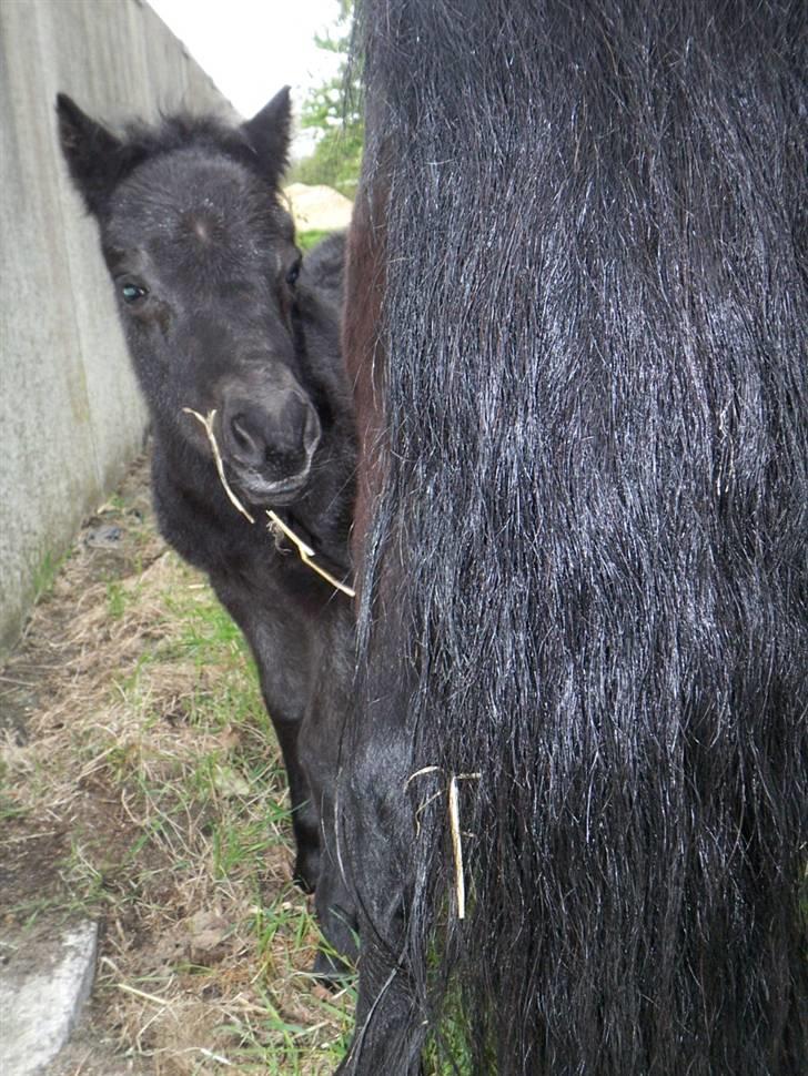Tidligere heste,føl og ponyer - Kia Pamelas føl fra 2007, nu solgt til Lolland, vil meget gerne høre fra nogen som ved hvor hun er nu Ejstrups Kia, da vi gerne vil følge hendes udvikling :) billede 11