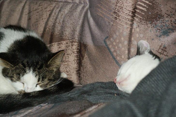 Fede Dorit billede 1