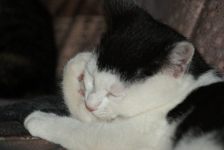 Fede Dorit billede 2