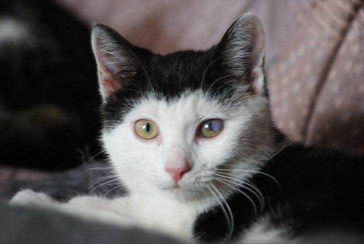 Fede Dorit billede 3