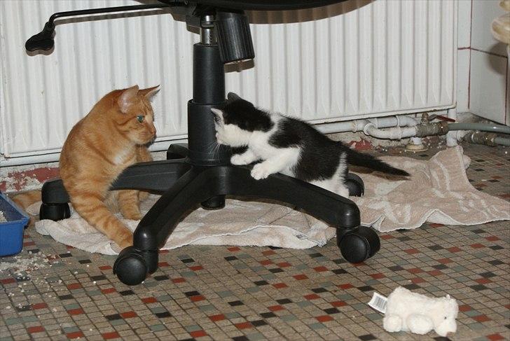 Fede Dorit billede 4