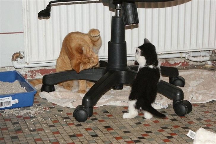 Fede Dorit billede 5