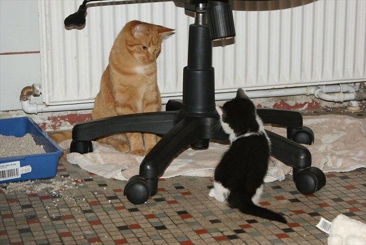 Fede Dorit billede 6