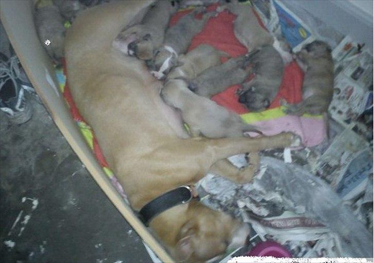 Djarco. - Her er Djarco's mor med nogle af hvalpene, der er 13 hvalpe i alt. billede 9