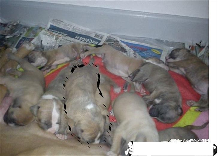 Djarco. - Djarco er lidt sulten!! han har en hvid plet i nakken, og blev kaldt stjerne, jeg har så valgt at han skal hedde Djarco i stedet for (: billede 10