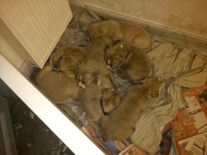 Djarco. - Her kan man også tydeligt at hvem der er Djarco, hans kendetegn er den hvide plet i nakken.
det var et billed jeg tog, da vi havde været ude og se hvalpene for 2. gang. der er 5 hvalpe tilbage på det her tidspunkt, meeeget trætte efter de har spist & leget, billede 11